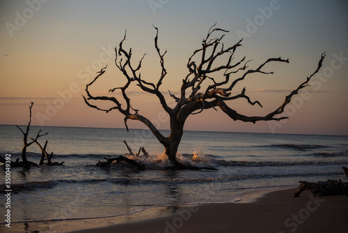 Driftwood Beach Jekyll Island