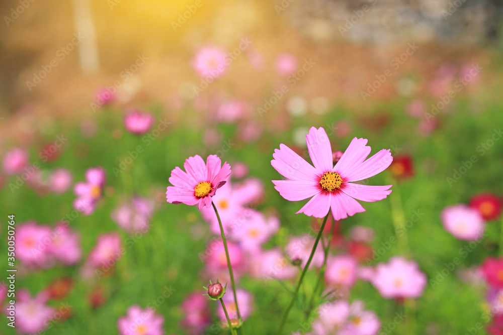 Beautiful cosmos flower in the summer garden with rays of sunlight in nature. Beautiful cosmos flower in the summer garden with rays of sunlight in nature.