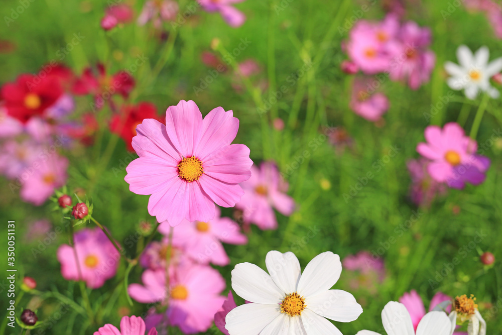 Beautiful cosmos flower blooming in the summer garden field in nature. Beautiful cosmos flower blooming in the summer garden field in nature.