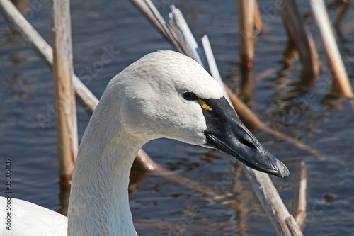 Tundra swan
 photo