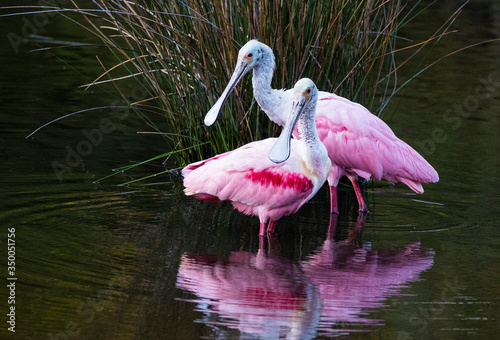 Foto Roseate Spoonbill, Heron, Egret and Wood Stork