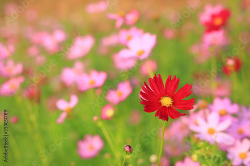 Pink and Red cosmos flower blooming in the summer garden field with rays of sunlight in nature