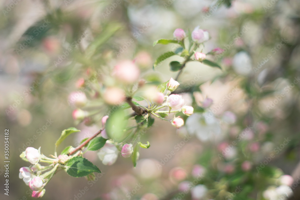flowering garden, trees, shrubs flowering garden, trees, shrubs