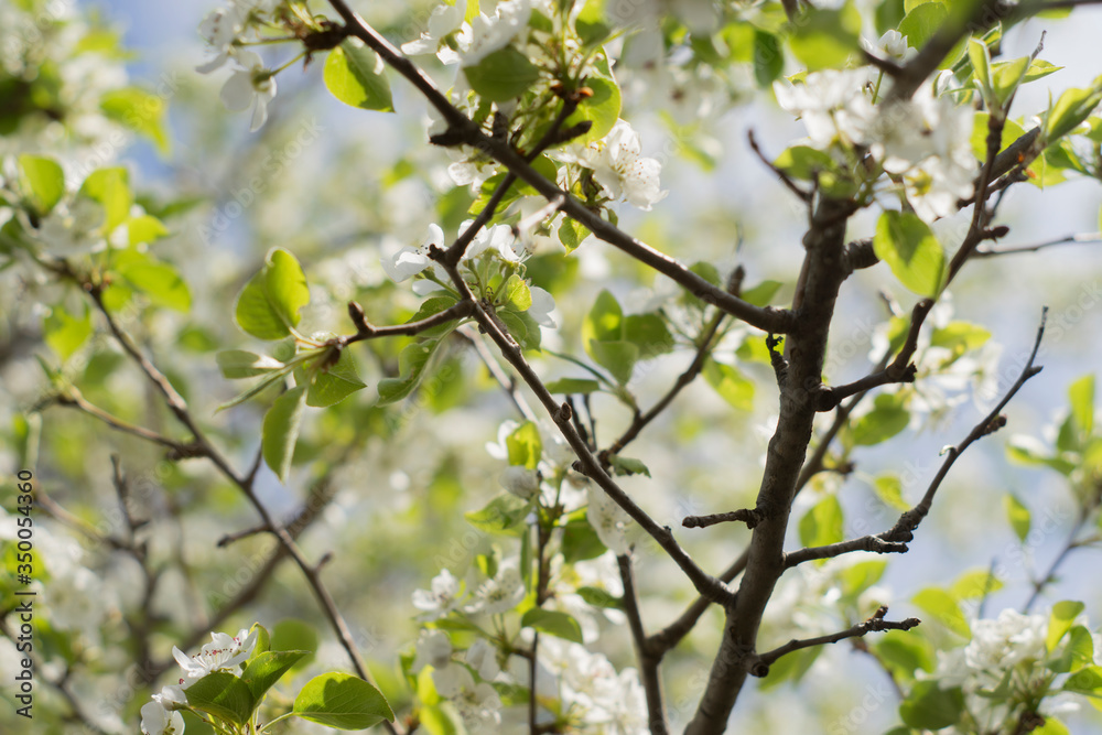 flowering garden, trees, shrubs