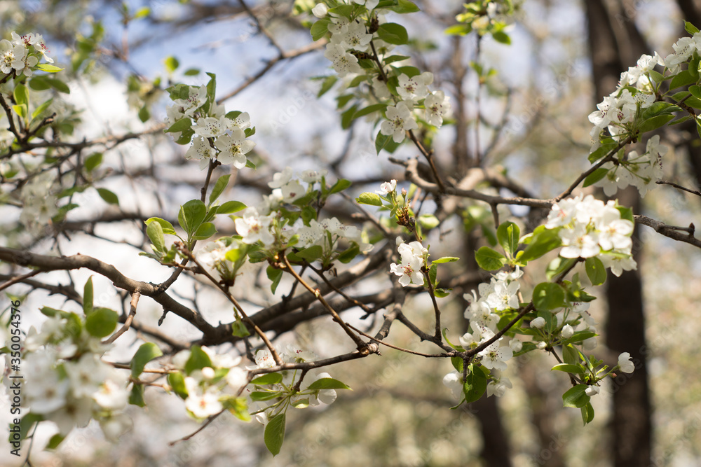 flowering garden, trees, shrubs flowering garden, trees, shrubs