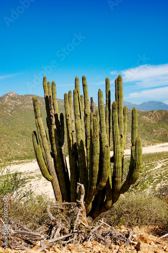 saguaro cactus in baja california