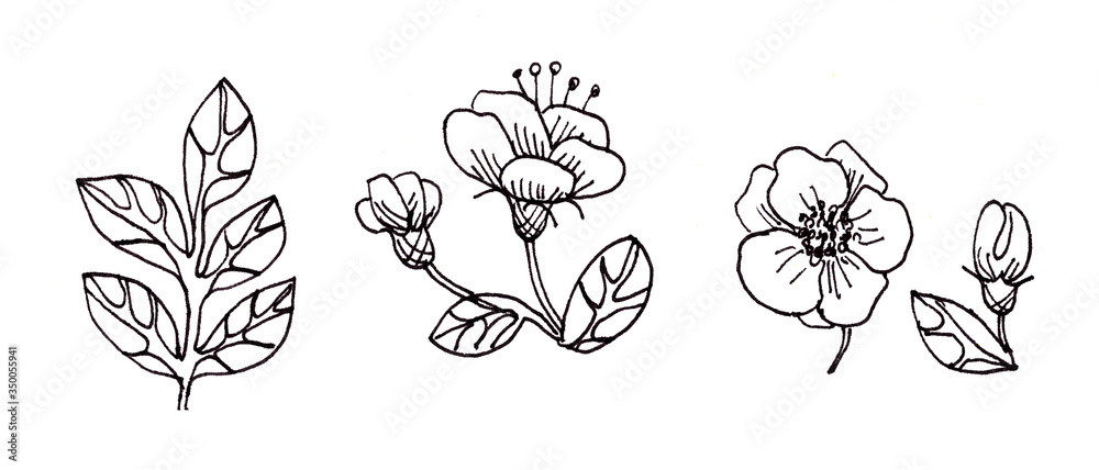 set of black and white graphic elements of flowers, fruits and leaves of rosehip. linear drawing set of black and white graphic elements of flowers, fruits and leaves of rosehip. linear drawing
