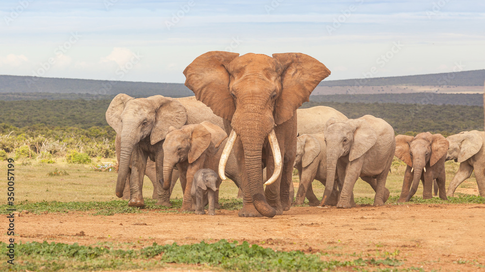 Fototapeta premium Elephant Herd in Addo Elephant National Park