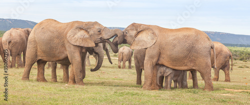 Elephants Greeting One Another