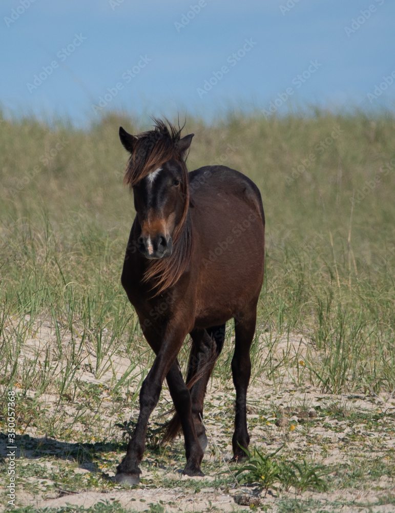 Obraz premium Cape Lookout and Shackleford Banks