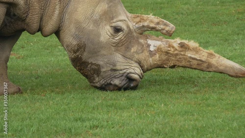 White Square-Lipped Rhinoceros Eats Grass. photo