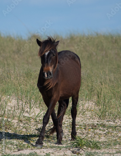 Cape Lookout and Shackleford Banks