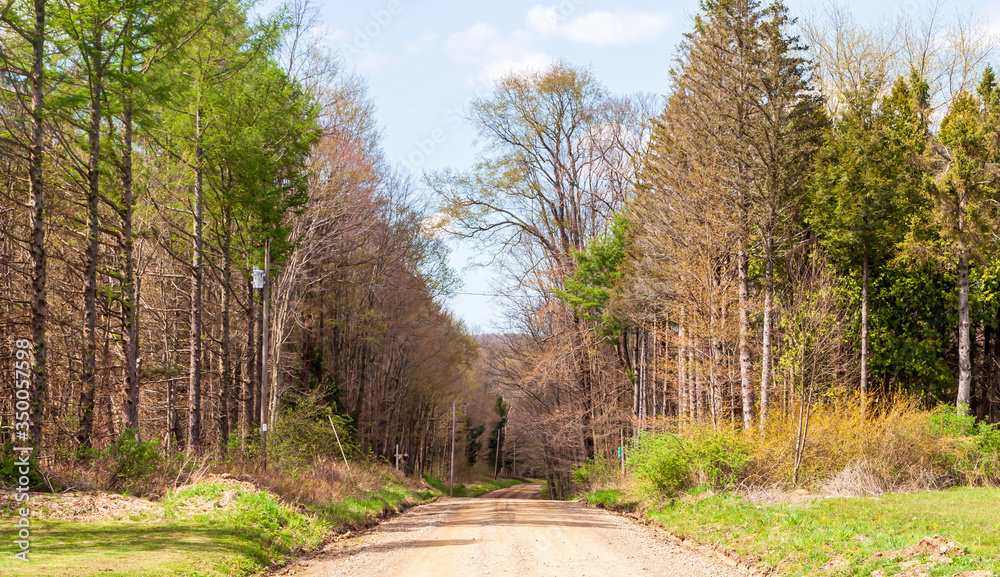 A dirt road through the woods on a sunny spring day in Tidioute, Pennsylvania, USA