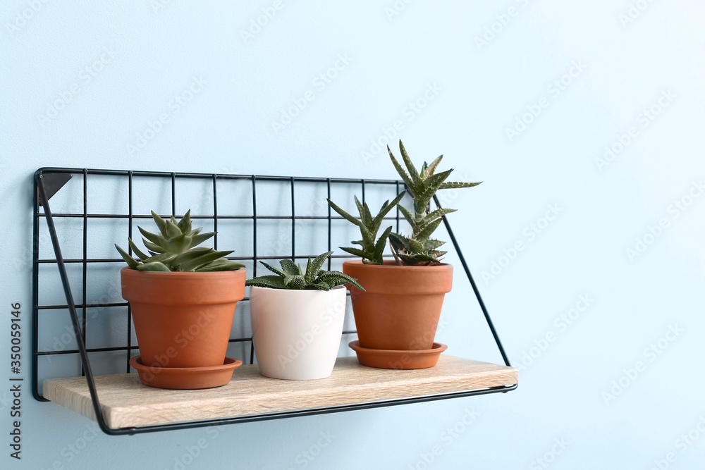 Shelf with green houseplants on wall