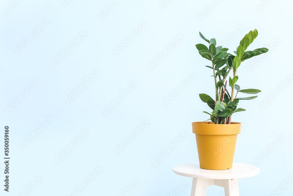 Green houseplant on table against light background