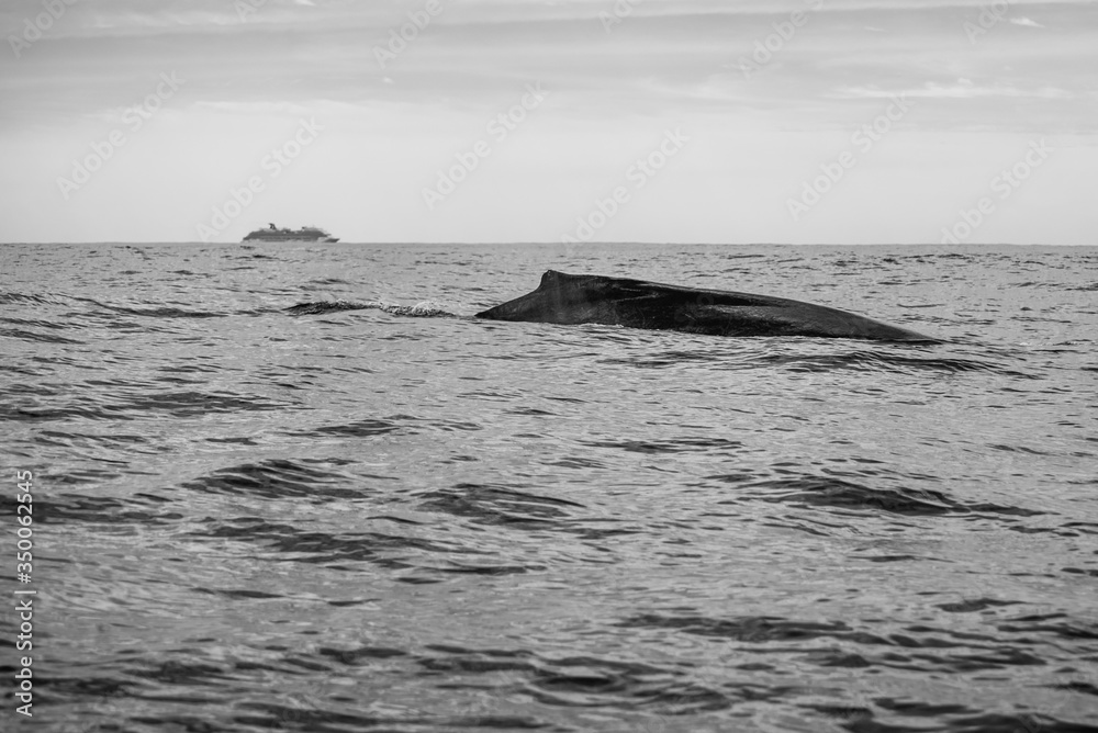 Fototapeta premium Los Cabos, Mexico - 2020 Whale watching season in Los Cabos is usually set each year by the Secretariat of Environment and Natural Resources as being from early-to mid-December to about mid-April