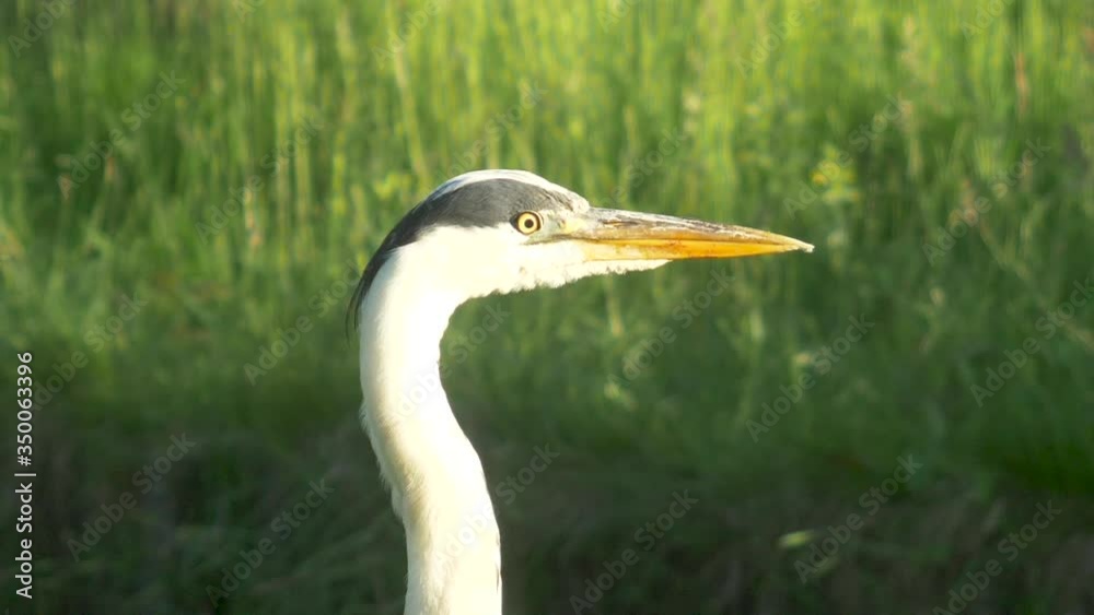 Close up headshot of a grey heron large waterbird with yellow eyes in a green grassed wetland. Close up headshot of a grey heron large waterbird with yellow eyes in a green grassed wetland.