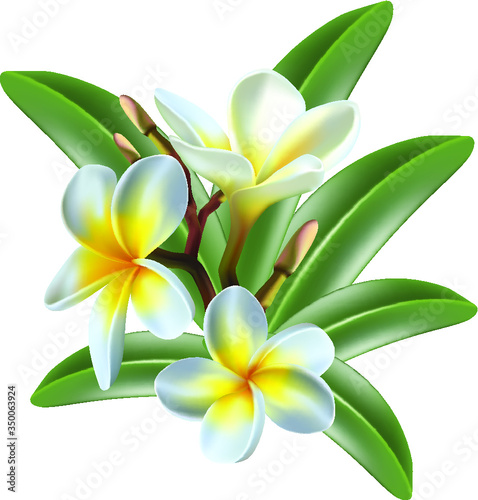 Isolated 3d realistic vector icon exotic   frangipani flower and leaves.
