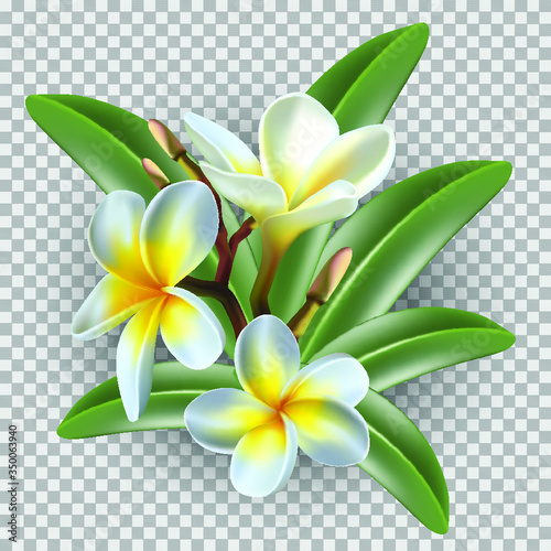 Isolated 3d realistic vector icon exotic   frangipani flower and leaves on transparent grid background.