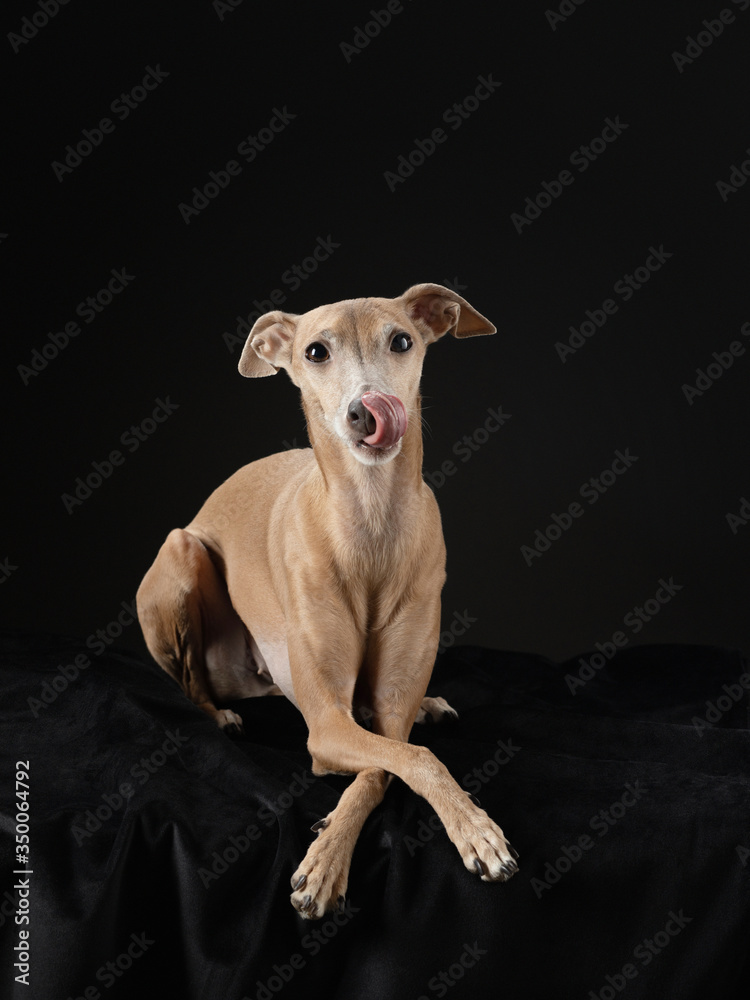 dog on black. Italian greyhound. Art photo of a pet in the studio