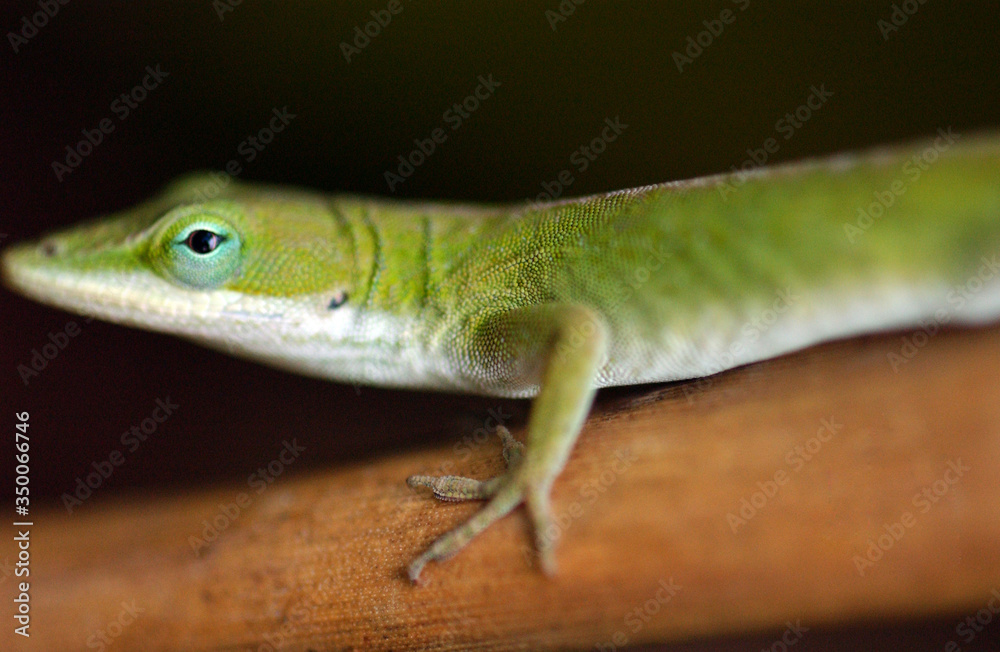 Fototapeta premium Lizard