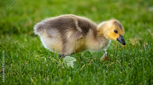 Cute Adorable Canadian Gosling © Anchor