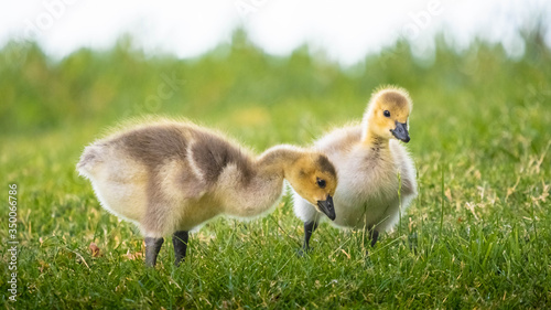 Cute Adorable Canadian Gosling