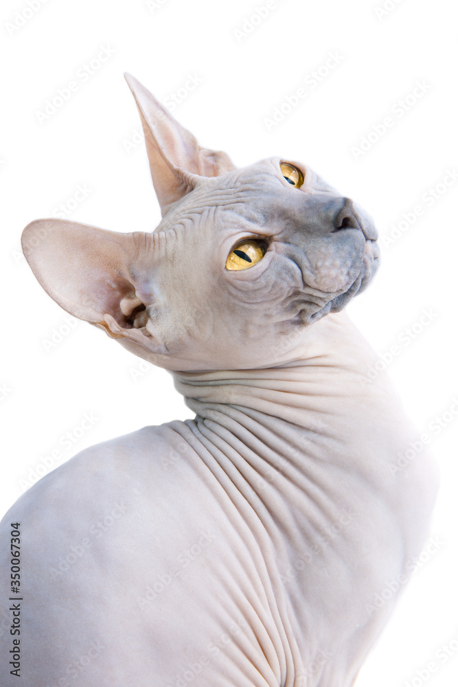 Sphynx Hairless Cat with yellow eyes on isolated white background ...