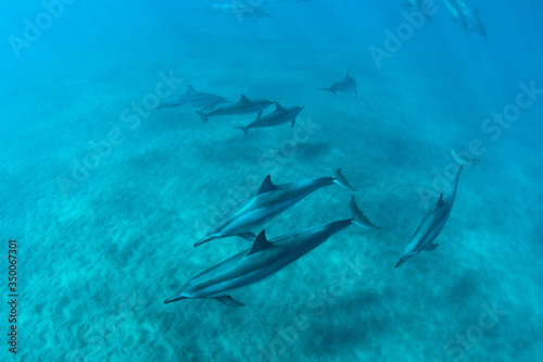 Hawaiian Spin Dolphins