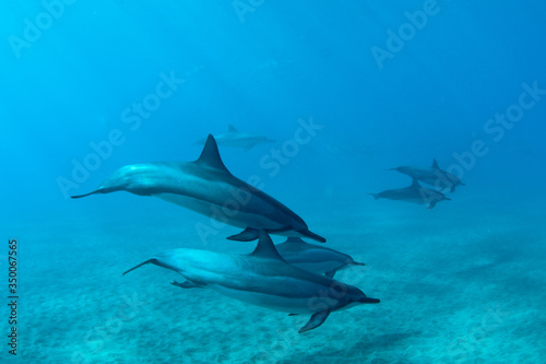 Hawaiian Spin Dolphins © Frank