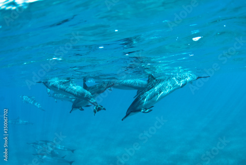 Hawaiian Spin Dolphins © Frank