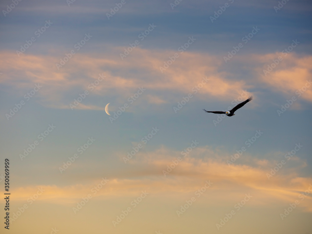 A bald eagle soars through the night sky with moon and clouds