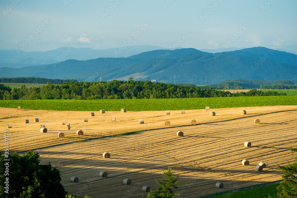 Summer landscape with row of straw bales on the field and blue sky background. Agricultural landscape with hay rolls.