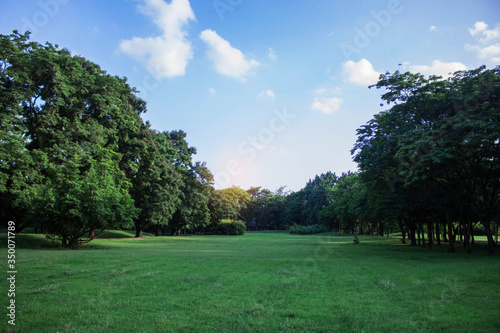 trees in garden with sky.