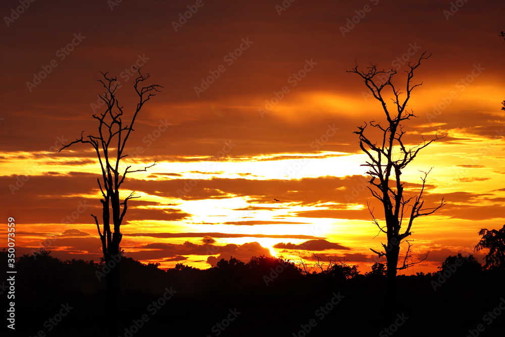 Dead tree Silhouette sunset