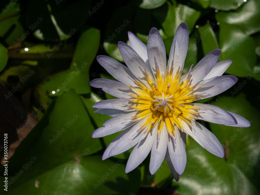 Photos of Purple and yellow lotus. Photos of Purple and yellow lotus.