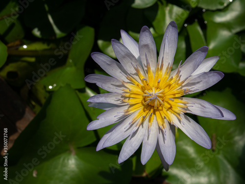 Photos of Purple and yellow lotus.