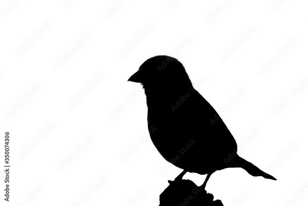 Obraz premium The house sparrow (Passer domesticus) sitting on an old roof. Silhouette of a sparrow on a white background.