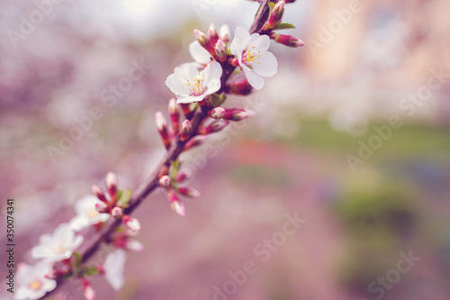 flowering apricot twig