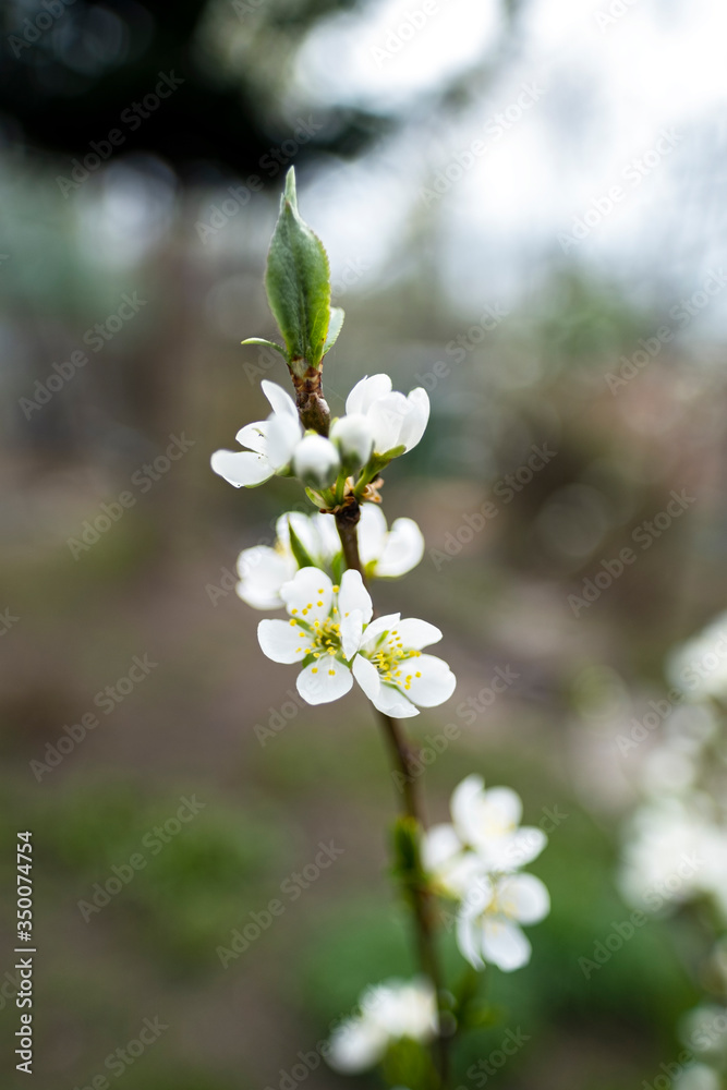 flowering apricot twig flowering apricot twig