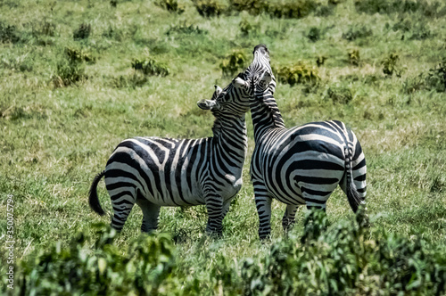Zebra at the Hell's Gate