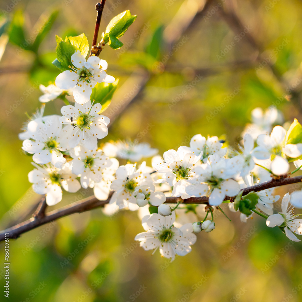 Blooming cherry. Quiet spring evening. Close-up Blooming cherry. Quiet spring evening. Close-up