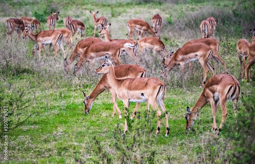 Impala antelopes at Lake Nakuru National Park photo