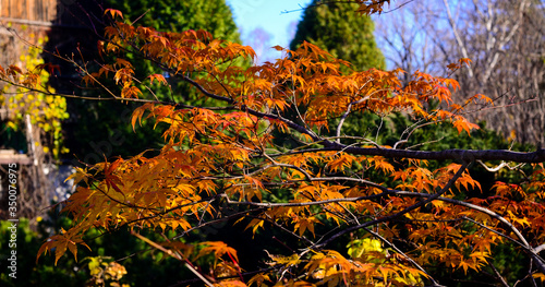 Red fall maple tree foliage