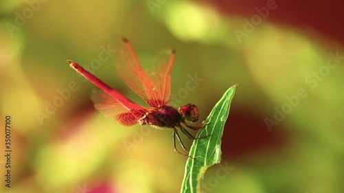 Red scarlet darter dragonfly male insect outdoors with nature background, insect footage close up full frame.
