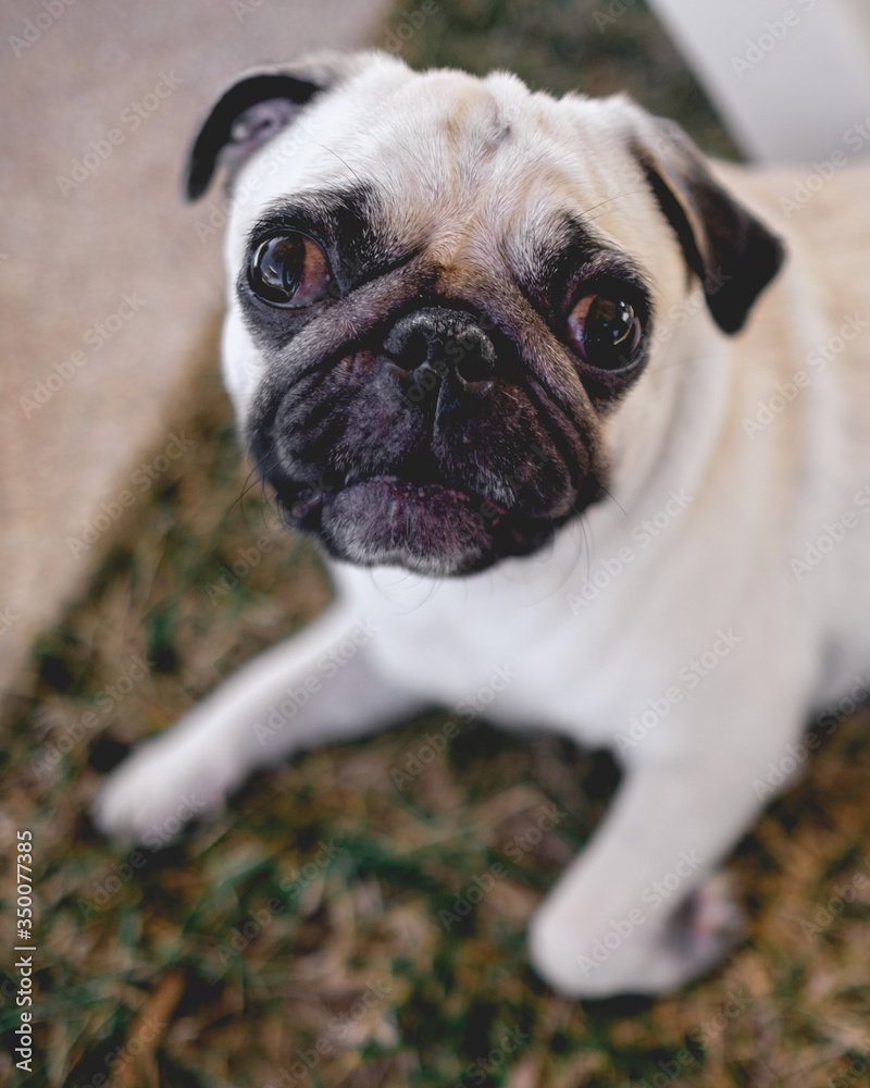 Portrait of a cute and happy pug dog pet resting on the grass and looking to the camera	
