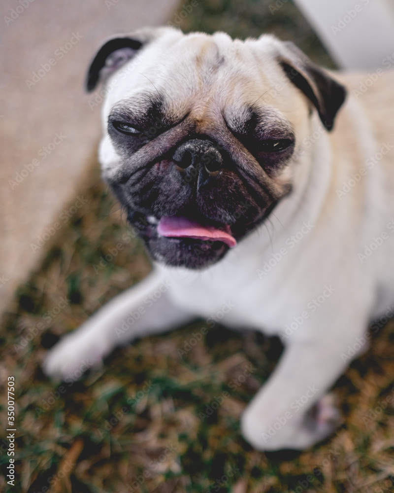 Portrait of a cute and happy pug dog pet resting on the grass and looking and laughing to the camera with closed eyes and tongue out