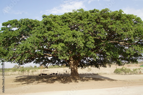 Fototapeta Naklejka Na Ścianę i Meble -  Large green Acacia Tree surviving in an arid Landscape