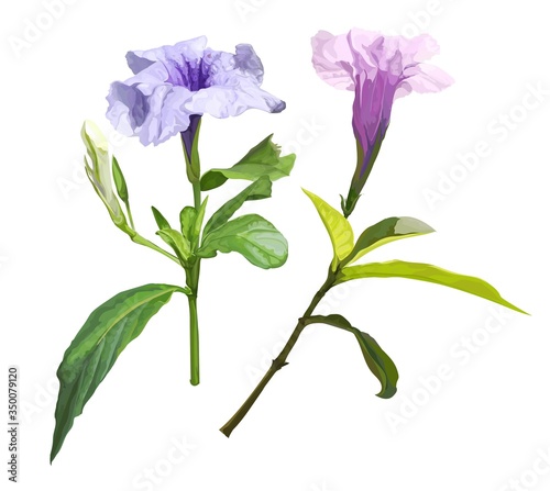 Ruellia tuberosa purple spring flower vector illustration