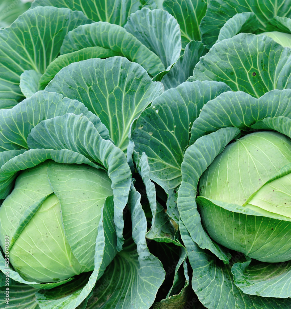 Fototapeta premium Green cabbage in growth at vegetable garden